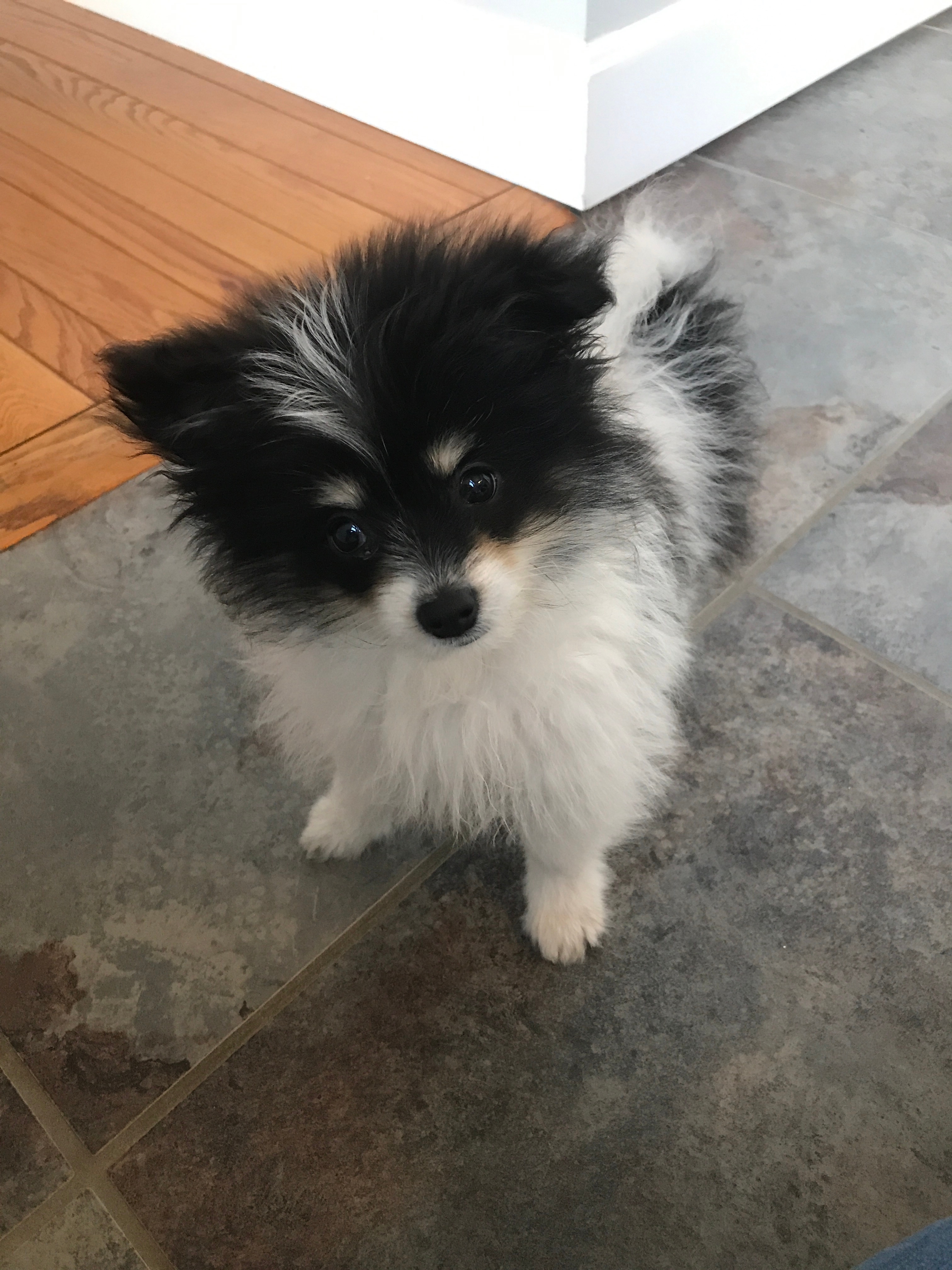 Fluffy Maltipom Designer Pup