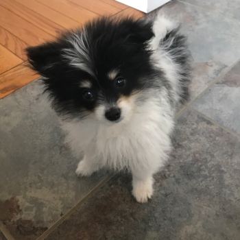 Small Maltipom Pup in Cincinnati Ohio