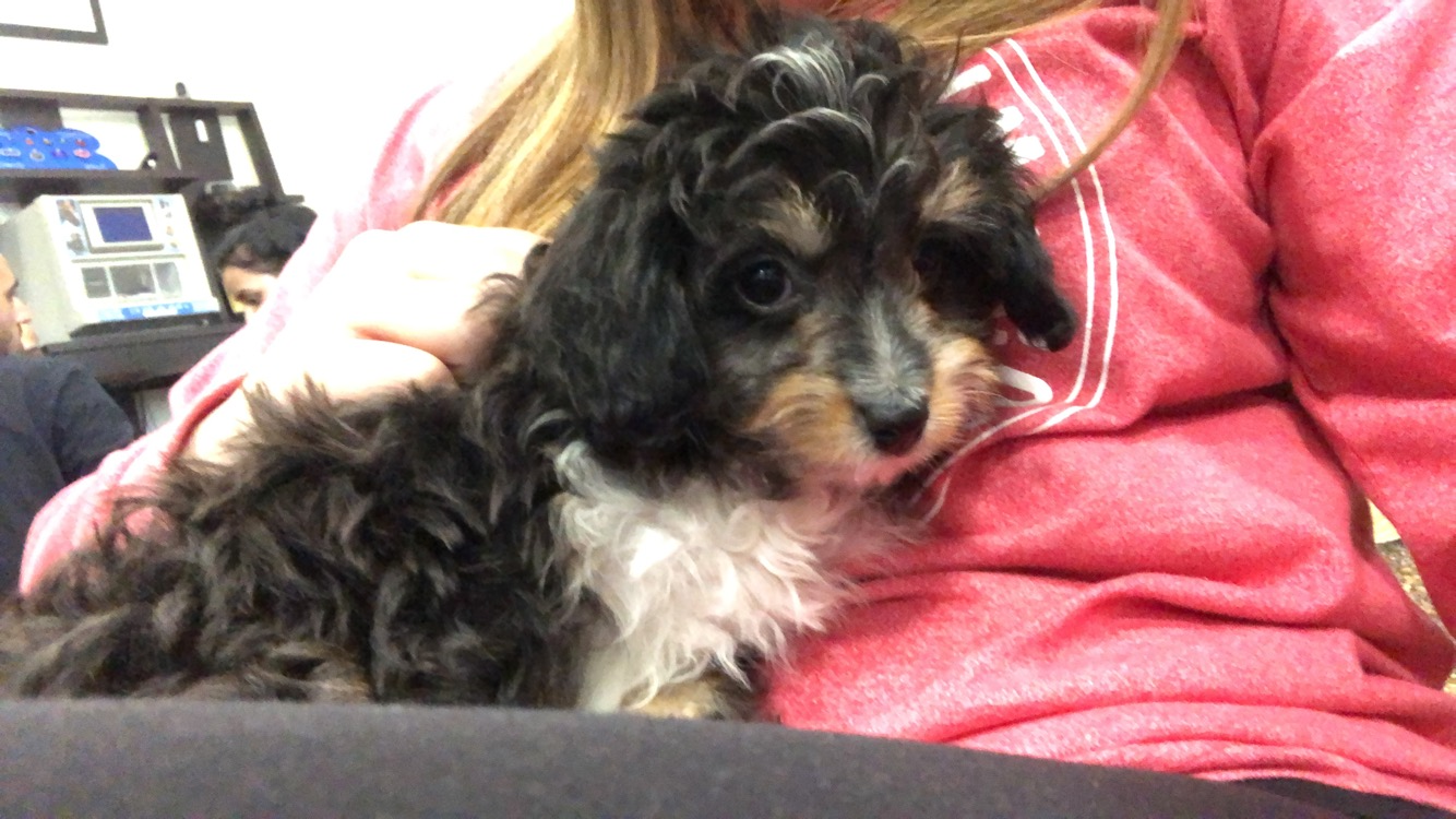 Mini Aussiedoodle Puppy for Adoption