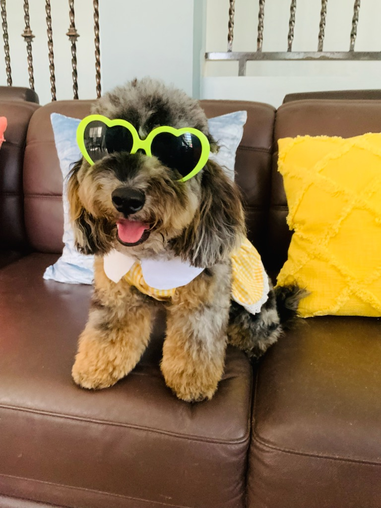 Happy Mini Sheepadoodle Baby
