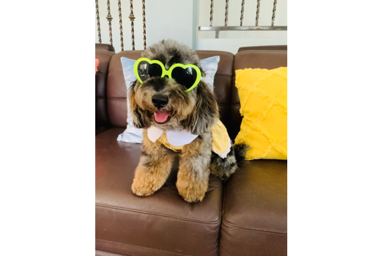 Happy Mini Sheepadoodle Baby