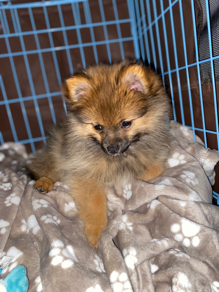 Popular Pomeranian Pup