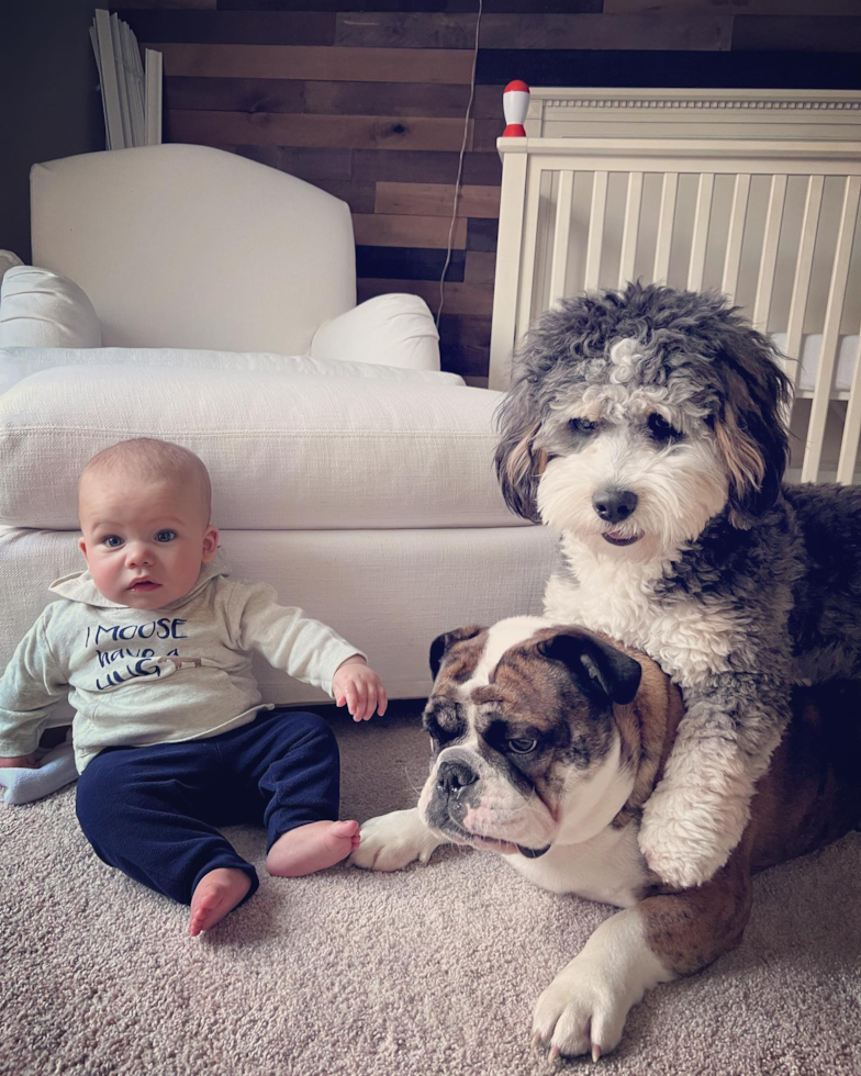 Mini Bernedoodle Being Cute