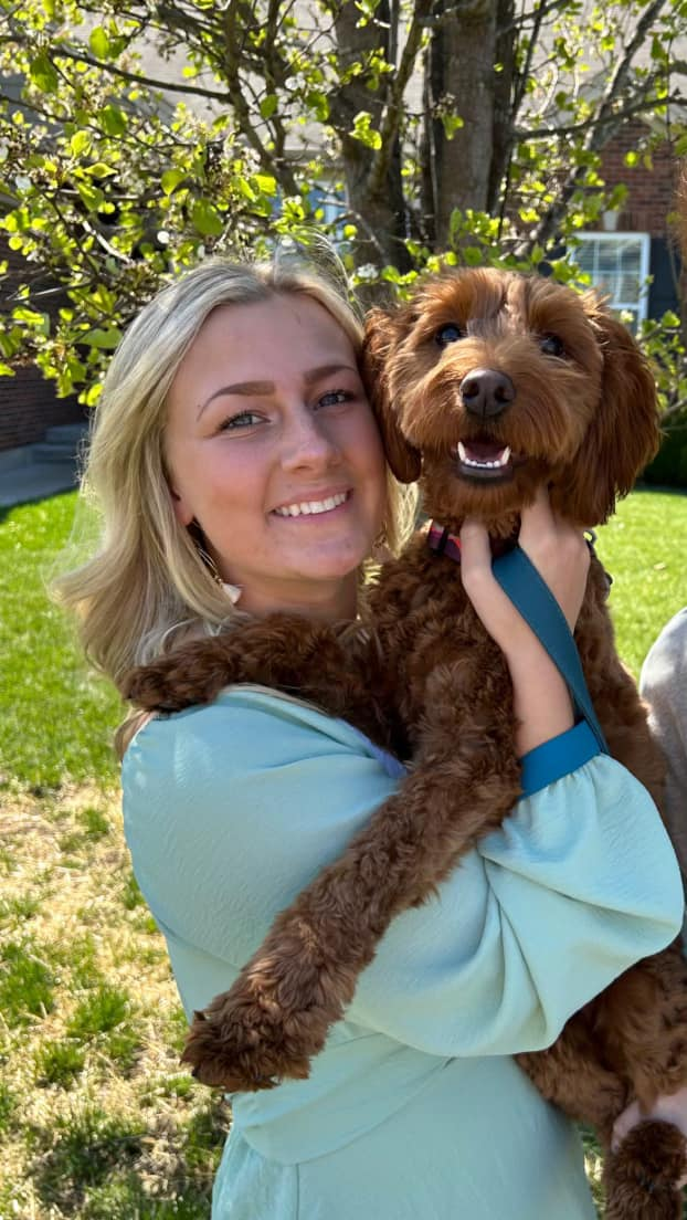 Mini Goldendoodle Puppy for Adoption