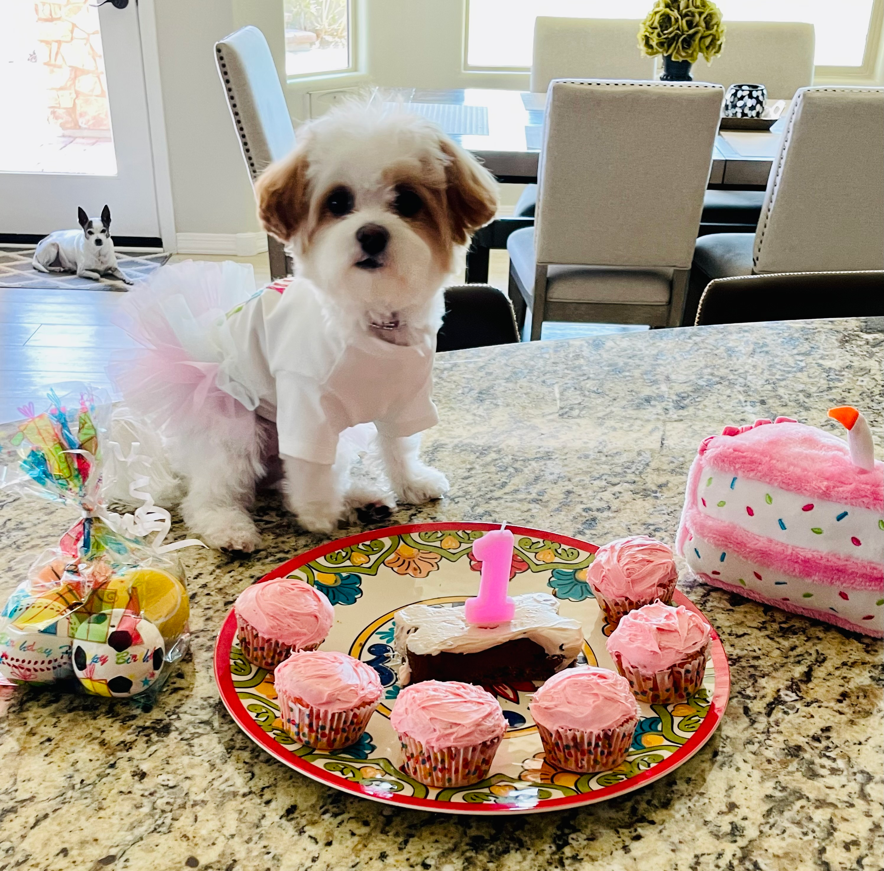Popular Maltipoo Poodle Mix Pup