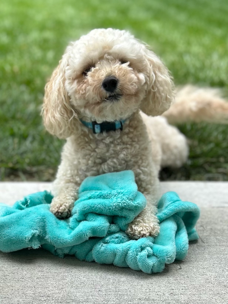 Hypoallergenic Bichpoo Poodle Mix Pup