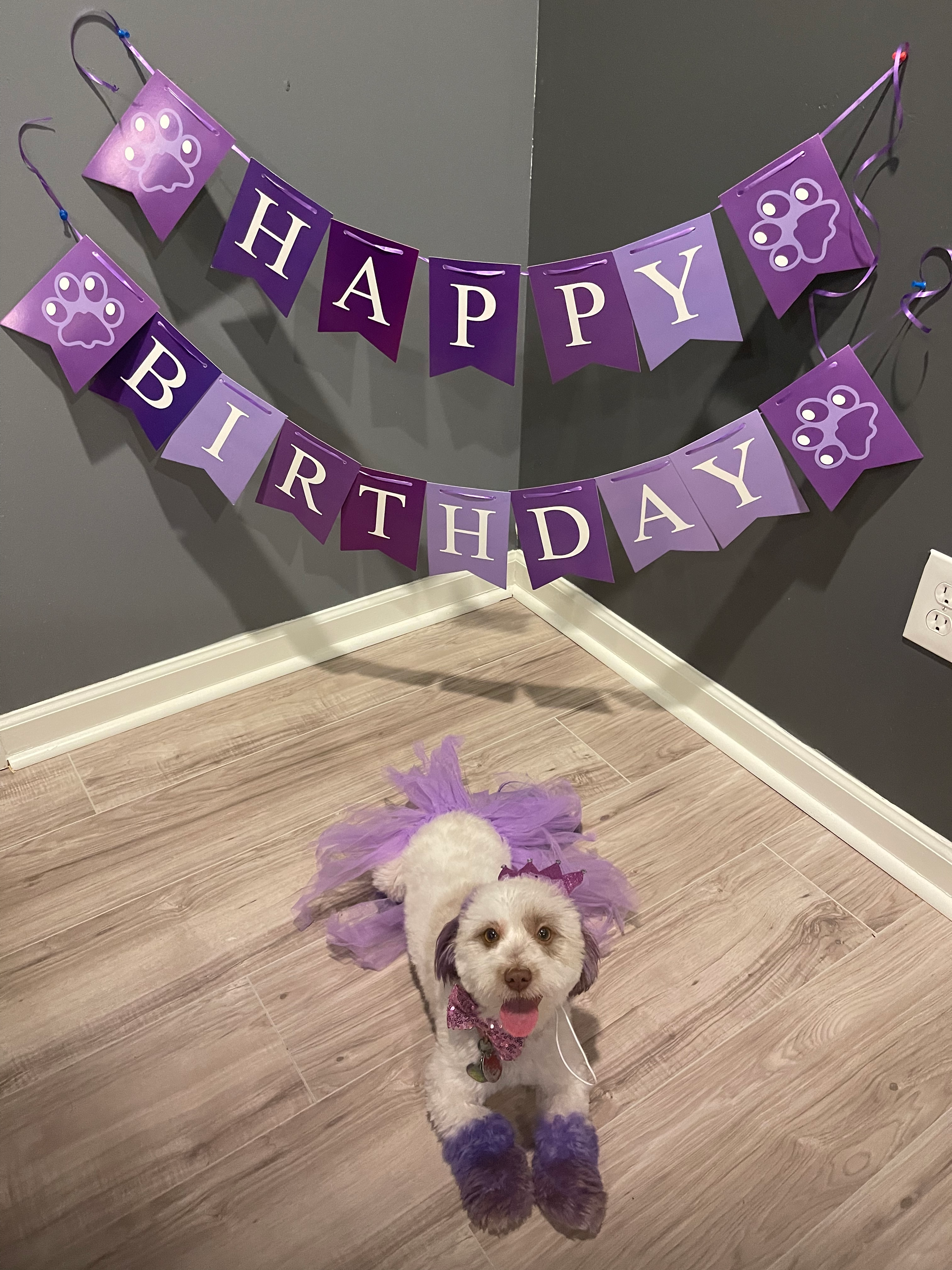 Friendly Havanese Purebred Pup