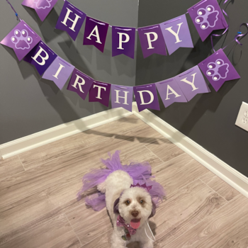 Cute Havanese Pup in