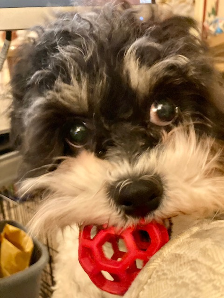 Playful Shi Chon Designer Pup