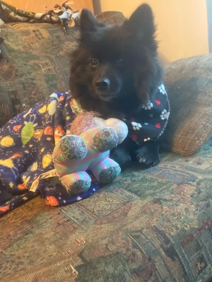 Funny Pomeranian Pup