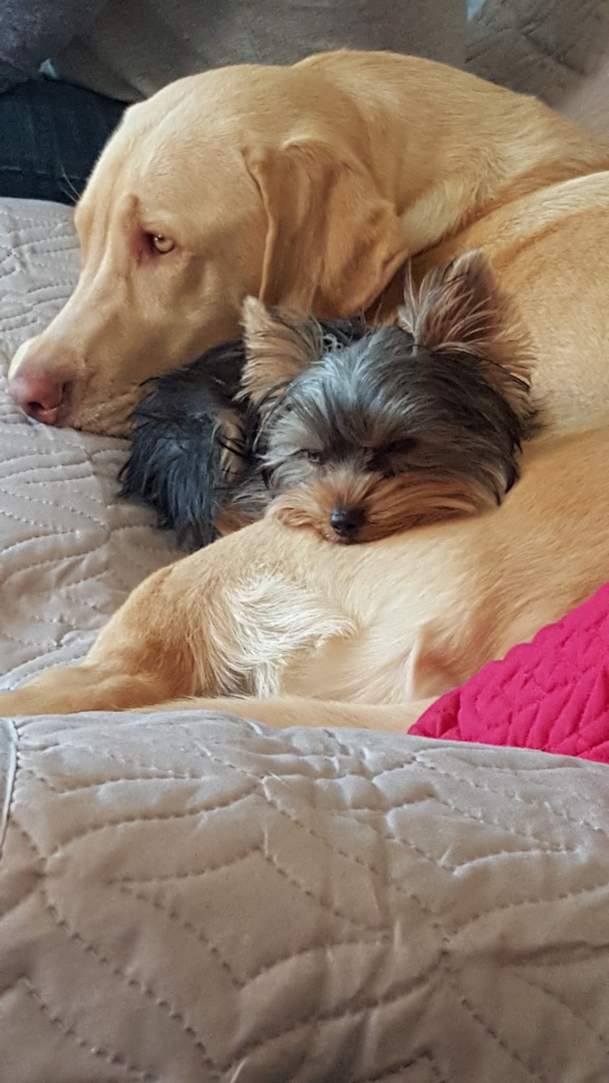 Sweet Morkie Pup in Taylor Mi