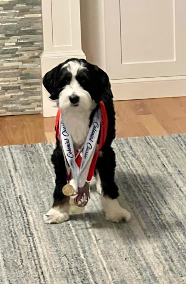 Mini Bernedoodle Being Cute