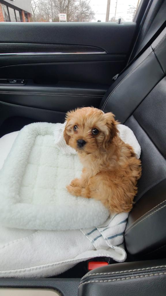 Friendly Cavapoo Pup