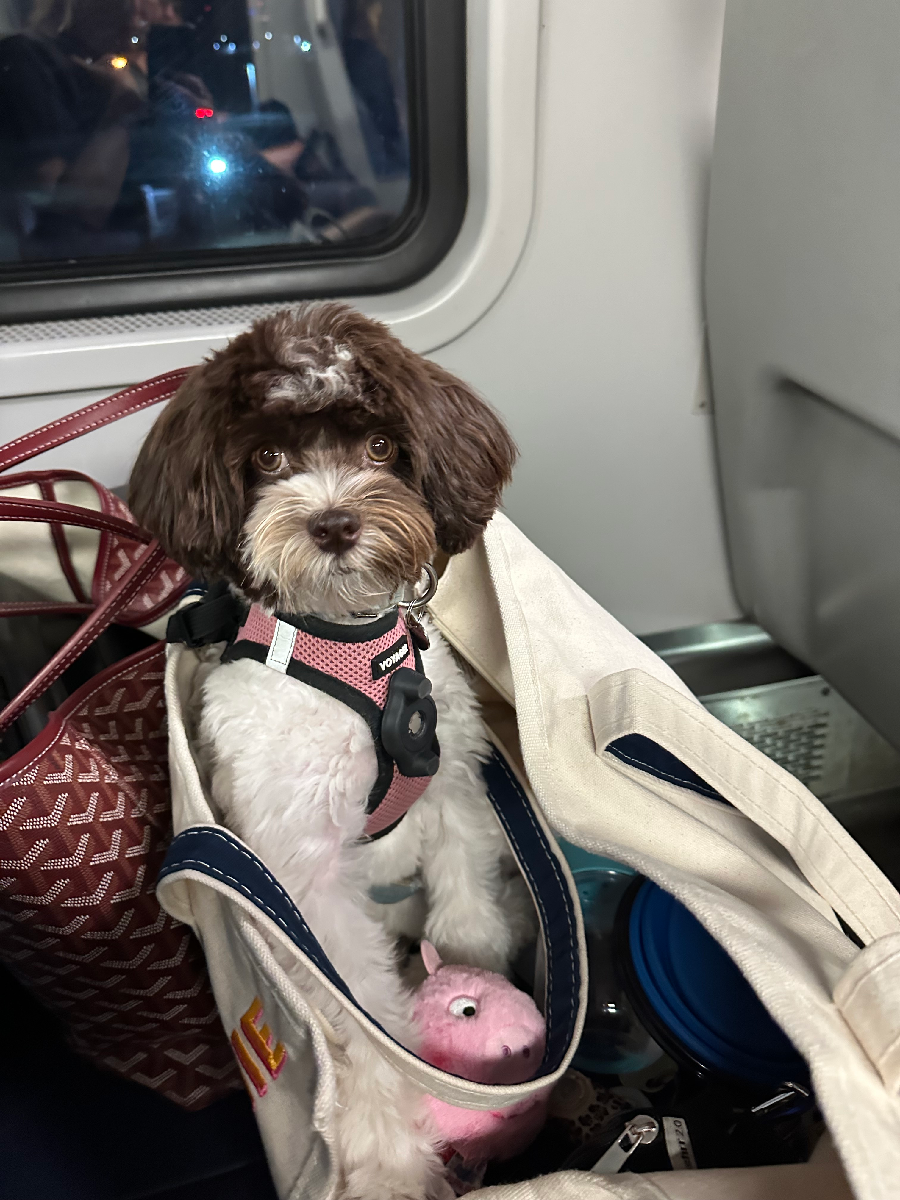 Petite Havapoo Poodle Mix Pup