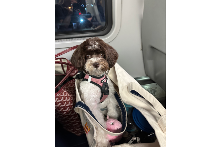 Petite Havapoo Poodle Mix Pup