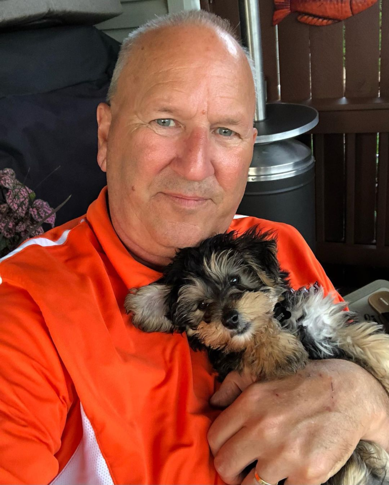 Happy Yorkie Chon Pup in Holland OH