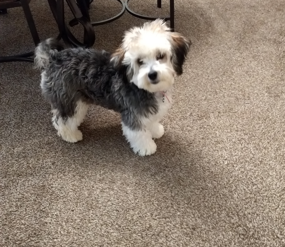 Funny Havanese Purebred Pup