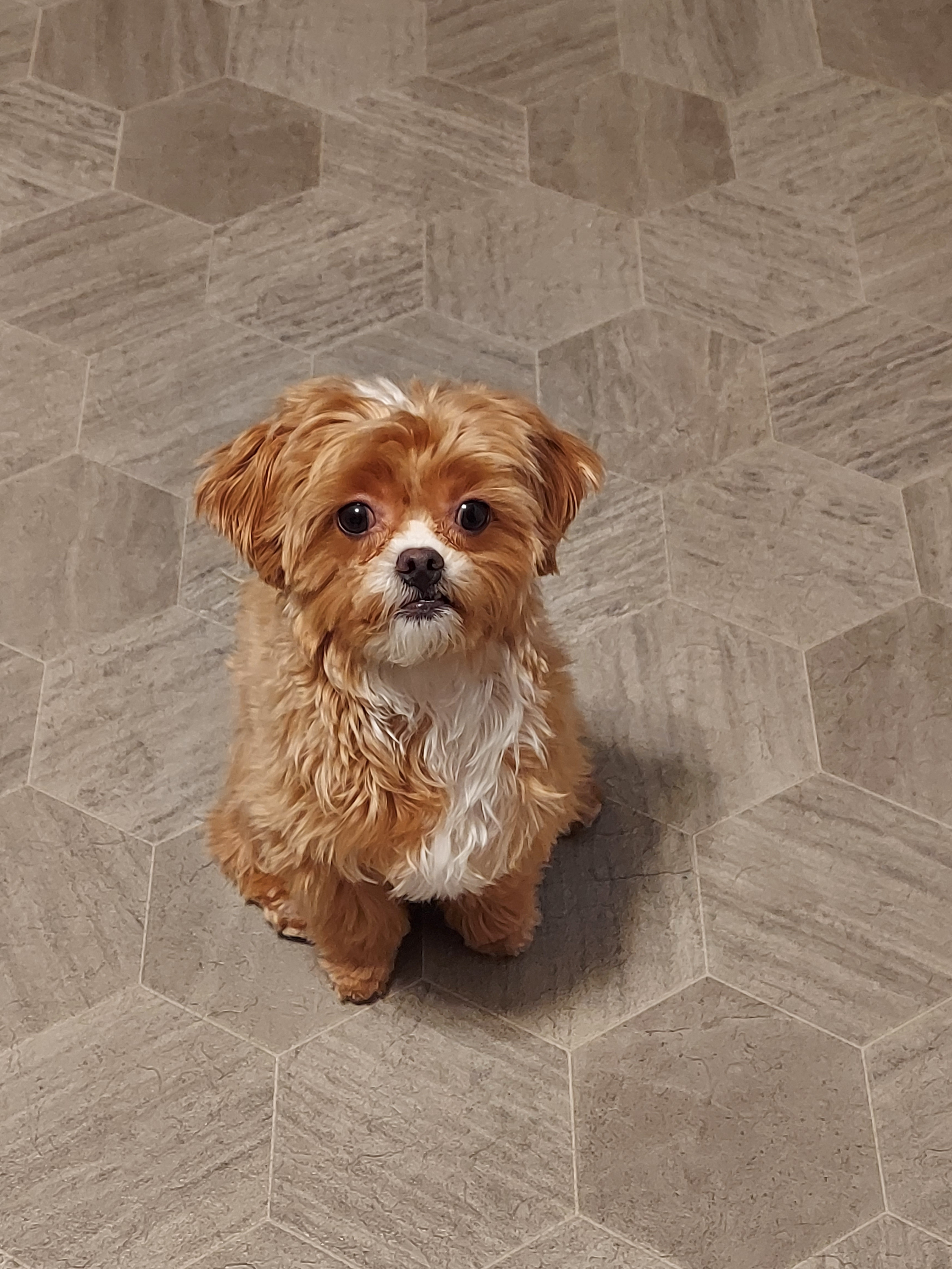 Smart Shih Poo Poodle Mix Pup