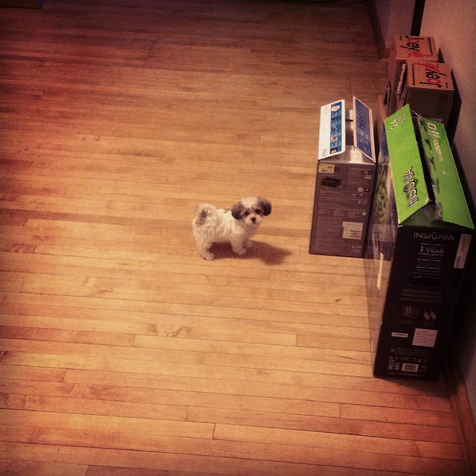 Sweet Teddy Bear Pup