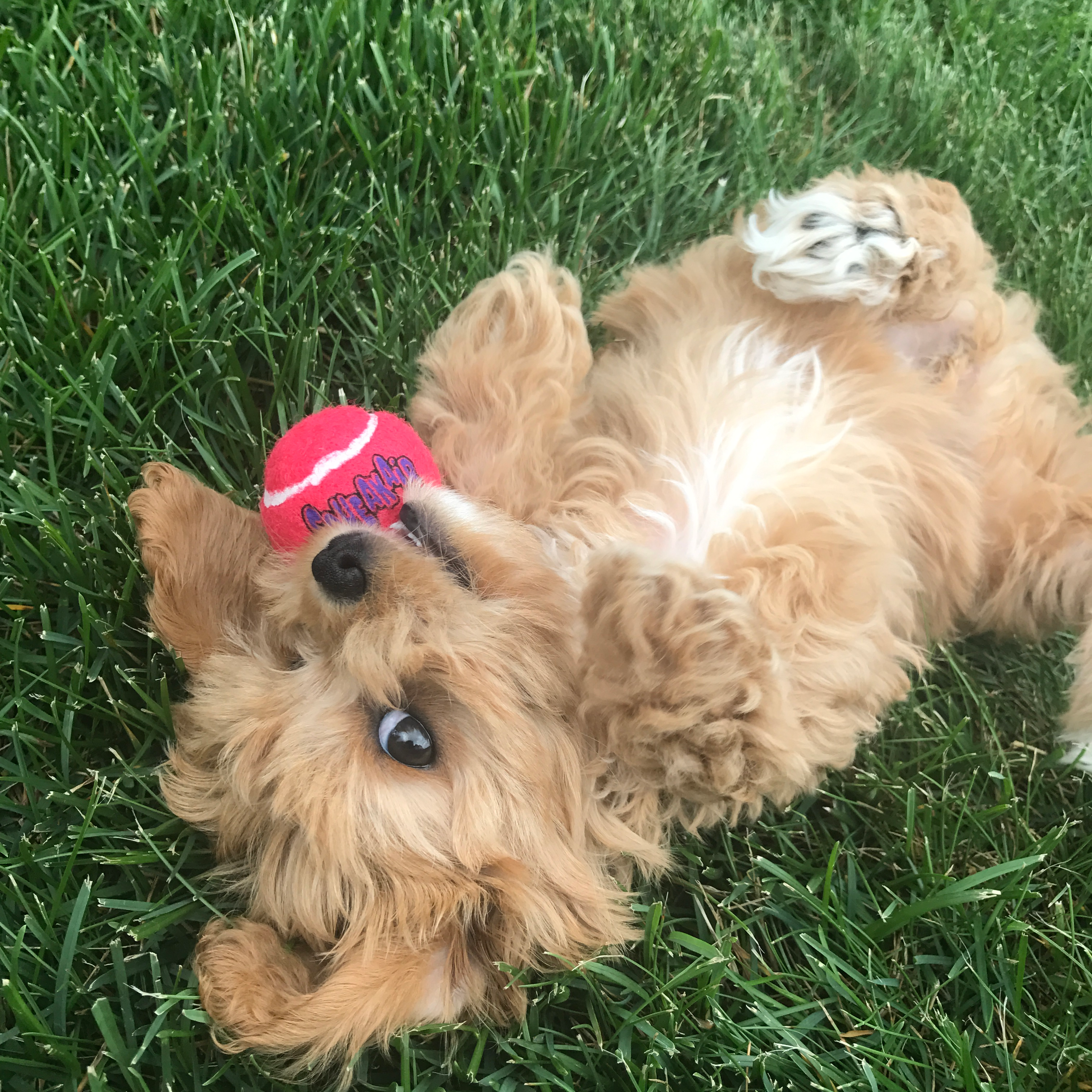 Best Cavapoo Baby
