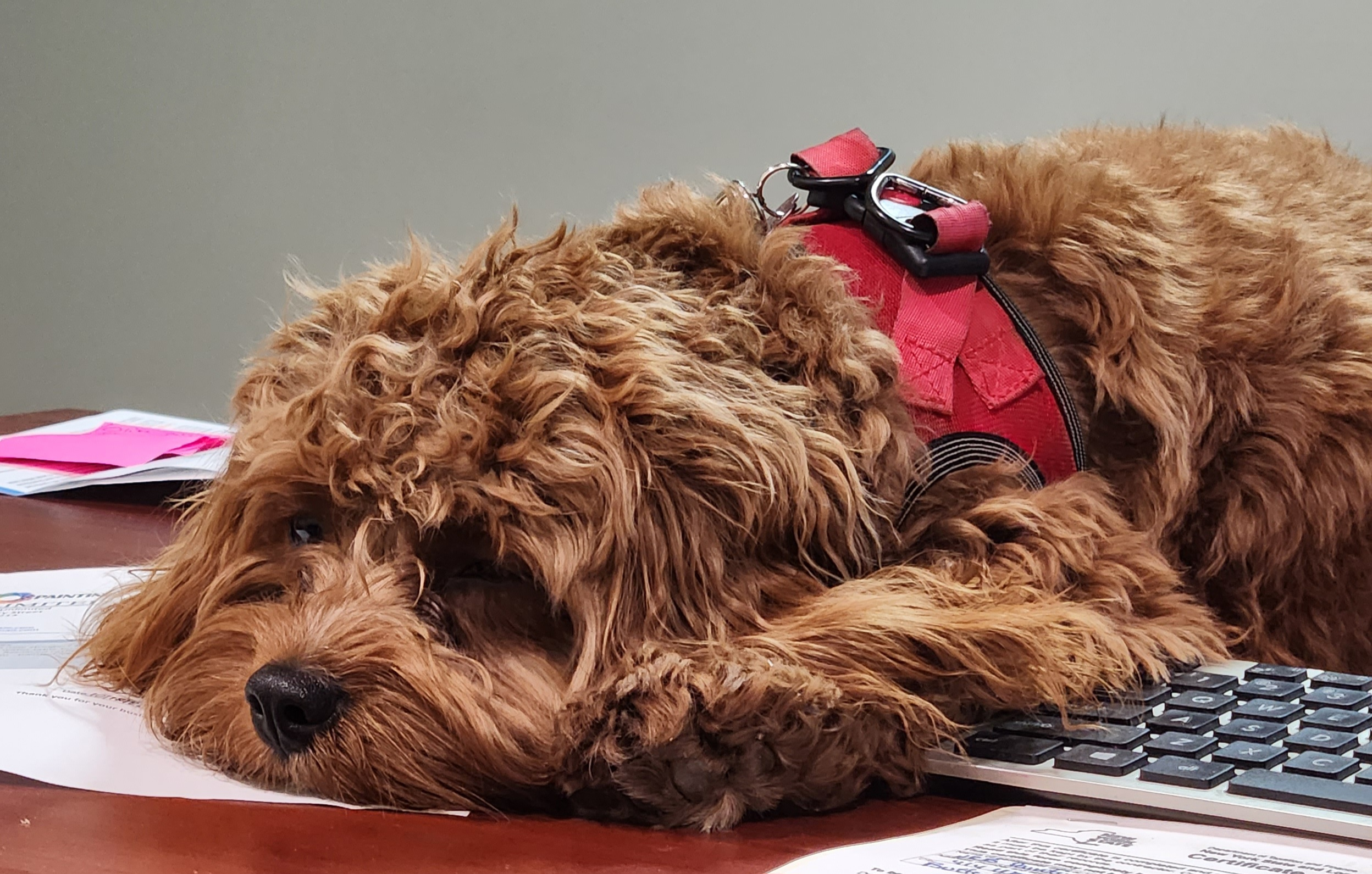 Cavapoo Puppy for Adoption