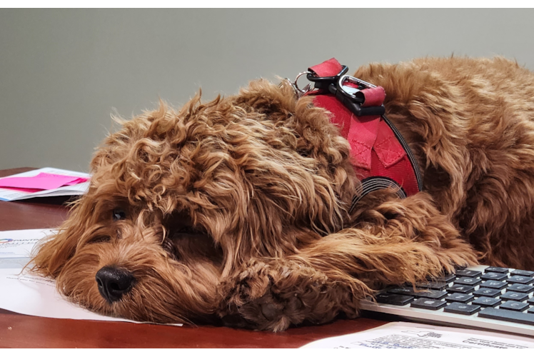 Cavapoo Puppy for Adoption