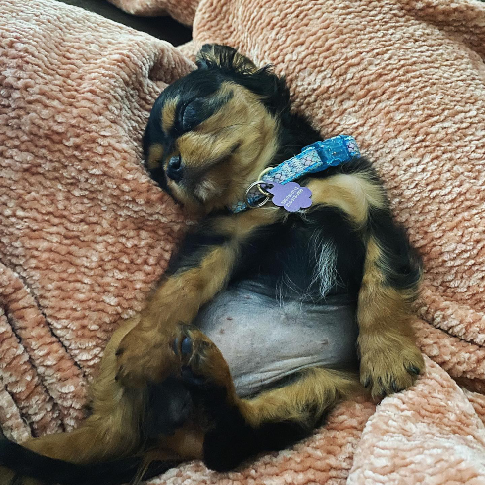 MONROEVILLE Cavalier King Charles Spaniel Pup