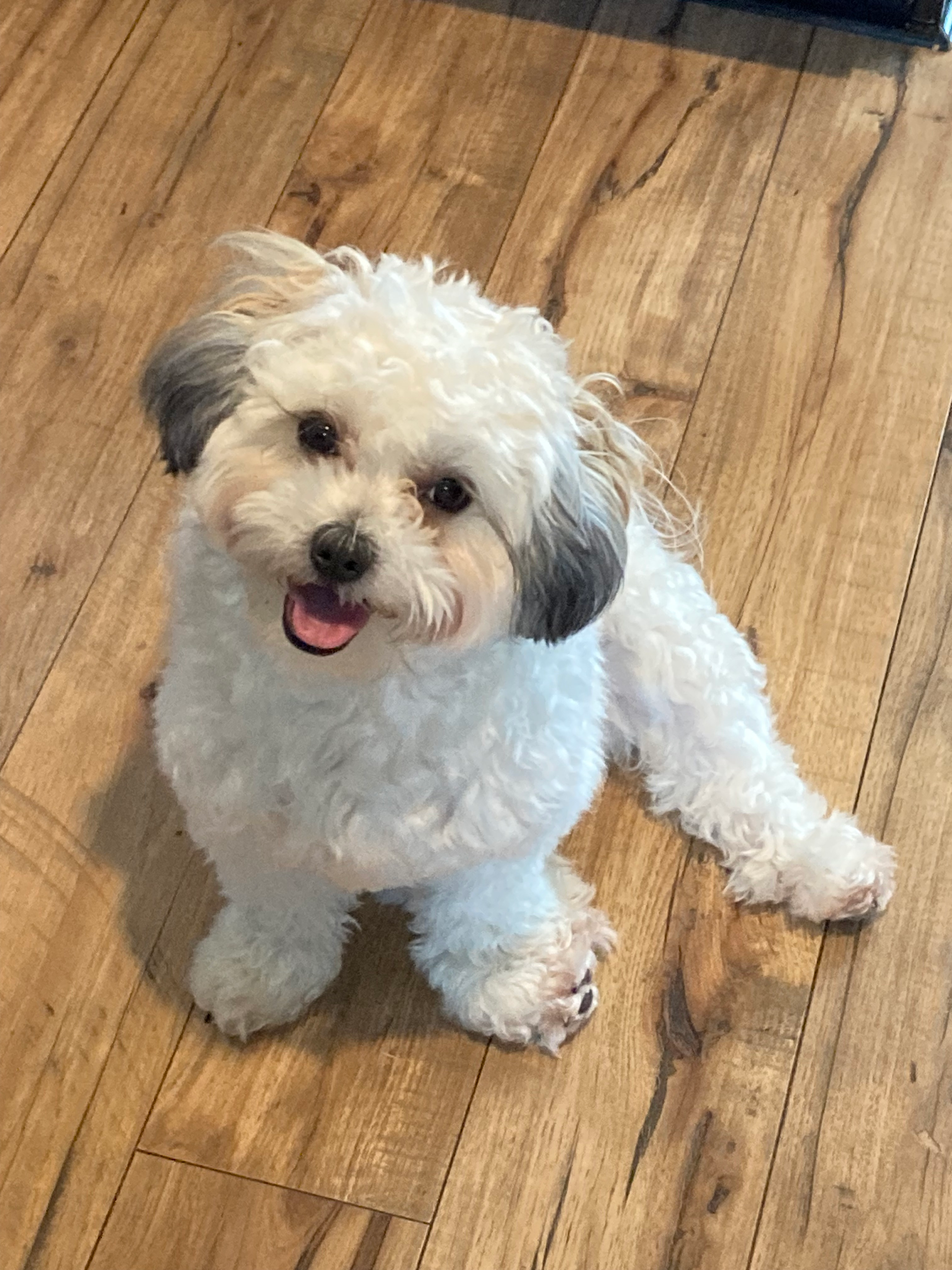 Cute Shih Poo Baby