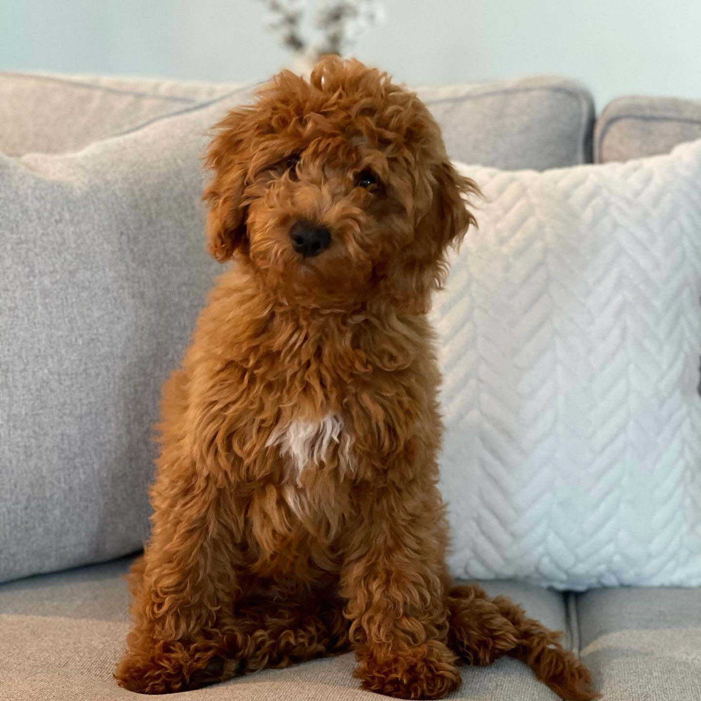 Popular Mini Goldendoodle Poodle Mix Pup