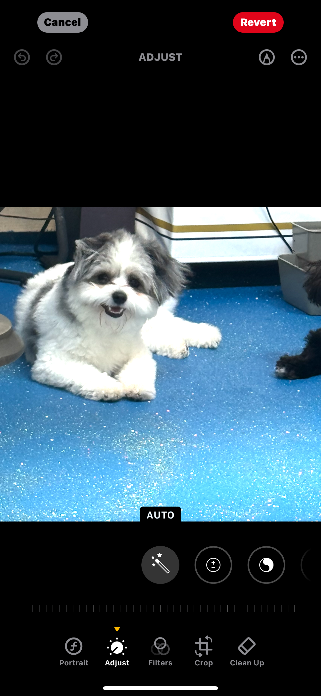 Playful Pom Frise Designer Puppy