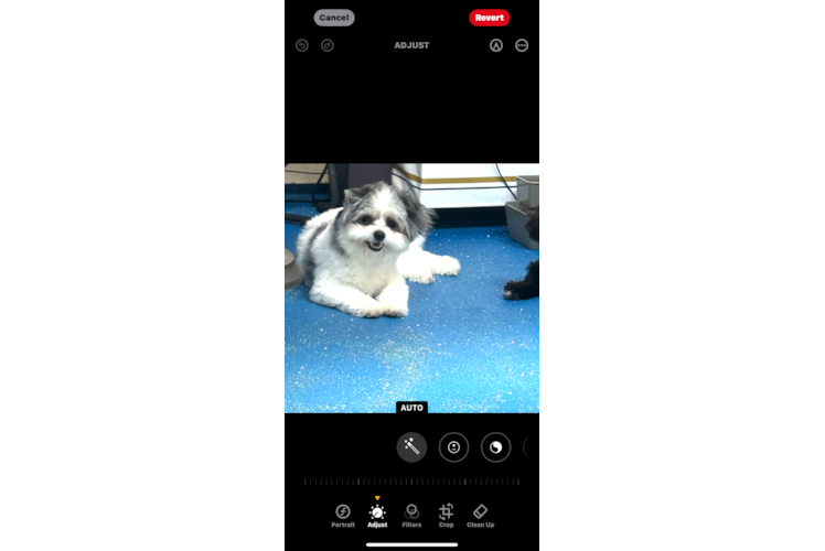 Playful Pom Frise Designer Puppy