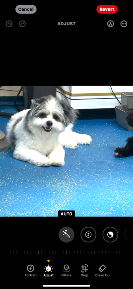 Adorable Pom Frise Designer Pup