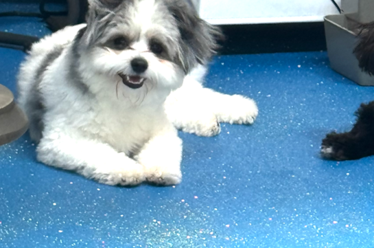 Adorable Pom Frise Designer Pup