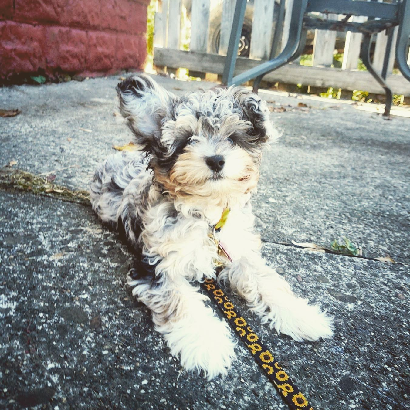 Little Aussiepoo Poodle Mix Puppy