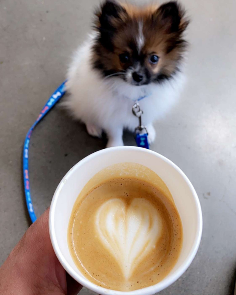Cute Pomeranian Purebred Pup