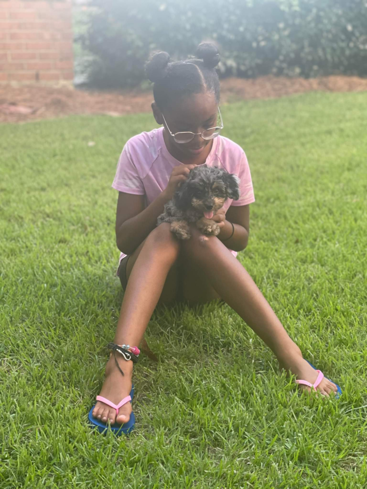 Mini Goldendoodle Being Cute