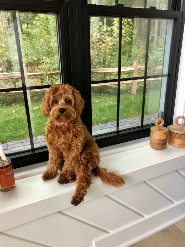 Friendly Cavapoo Pup in