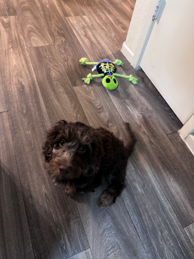 Adorable Cockerpoo Poodle Mix Pup