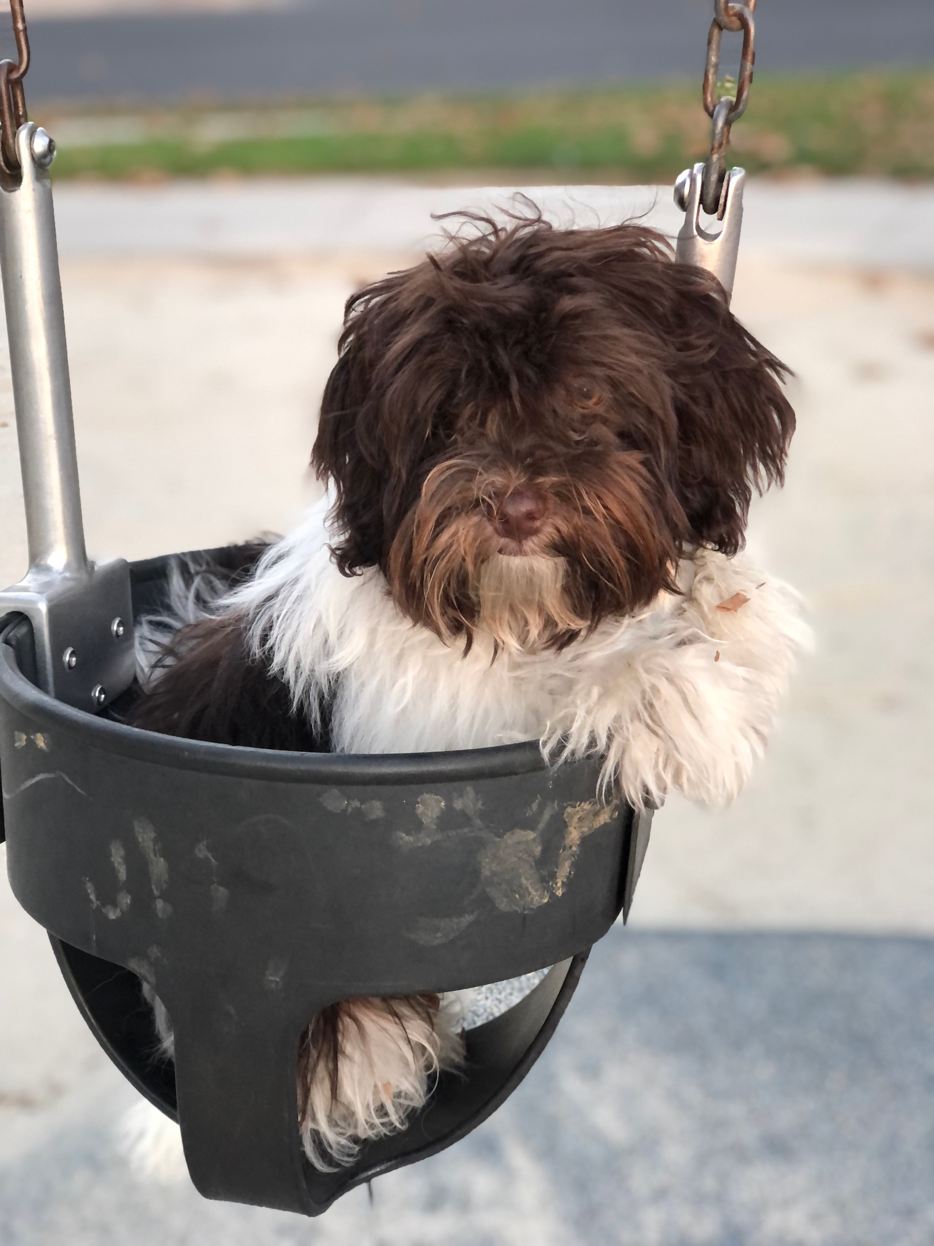 Funny Havanese Baby