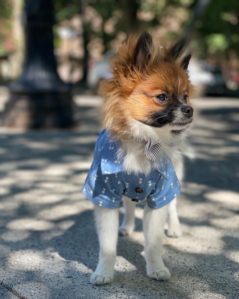 Playful Pomeranian Purebred Pup