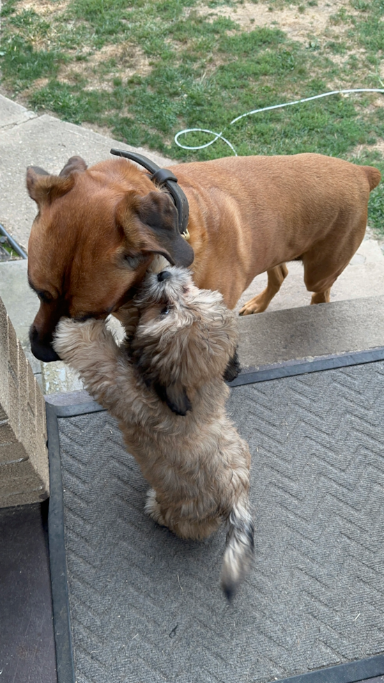 Teddy Bear Being Cute