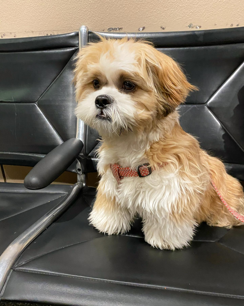 Lake Forest Shih Tzu Pup