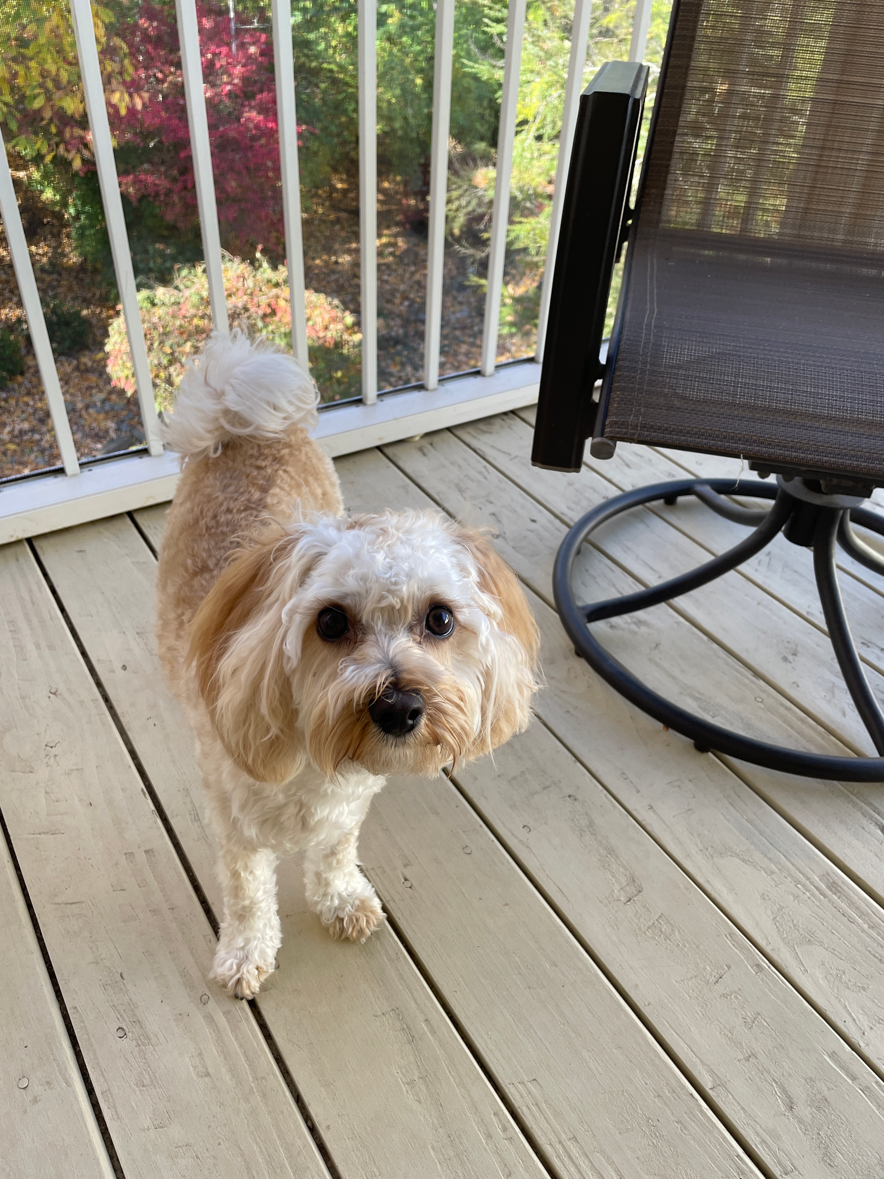 Popular Maltipoo Poodle Mix Pup