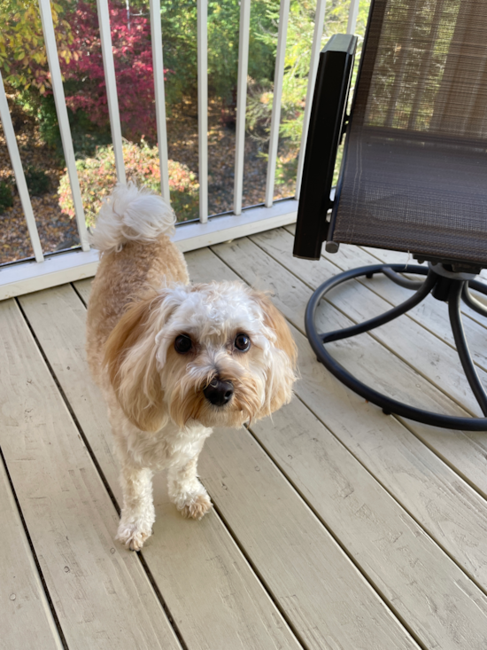 Cute Maltipoo Pup in