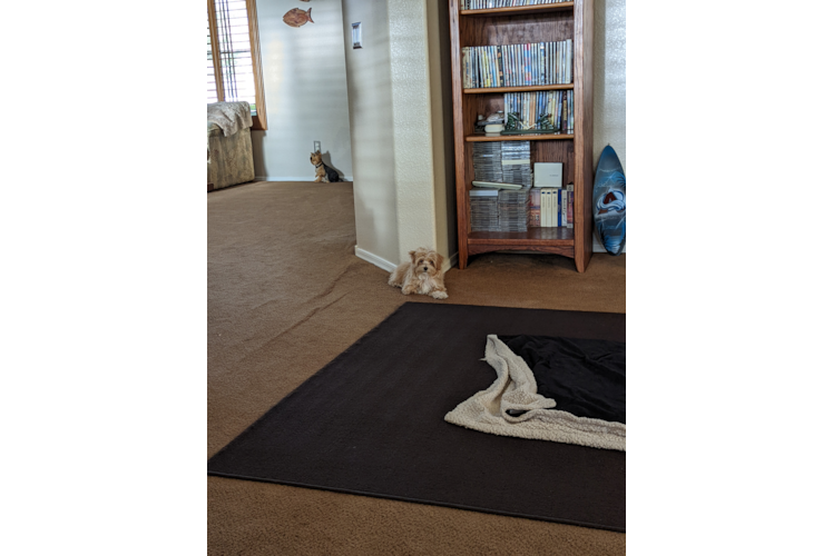 Maltipoo Pup Being Cute