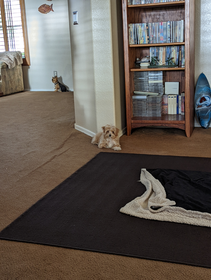 Adorable Maltese Poodle Poodle Mix Pup