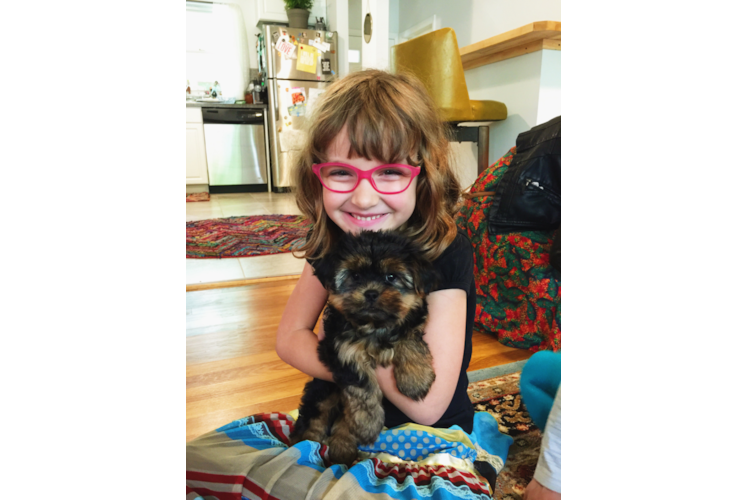 Popular Shorkie Designer Pup