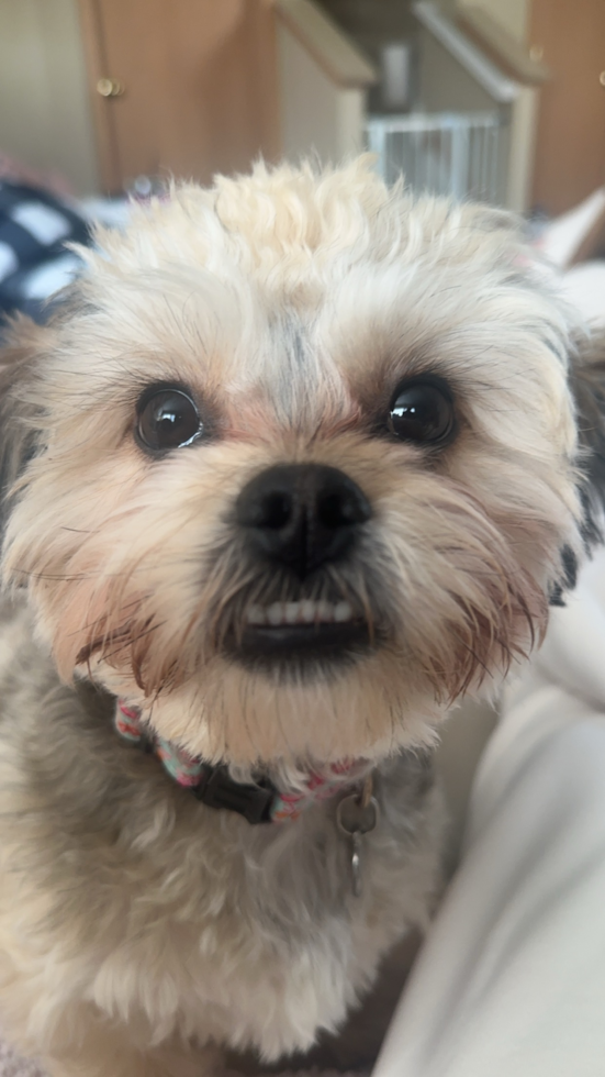 Adorable Shichon Designer Pup