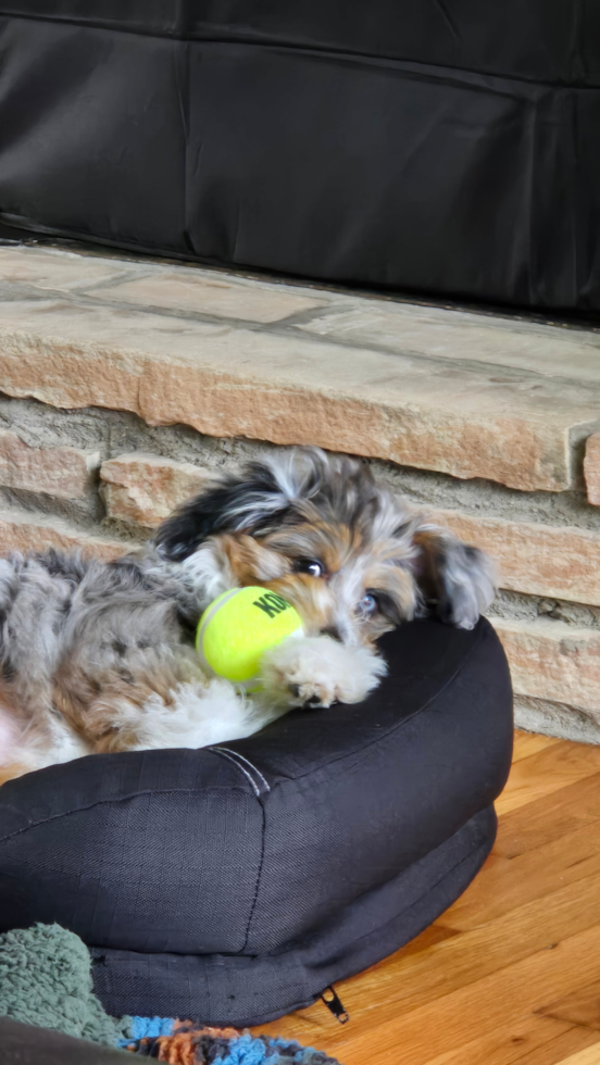 Energetic Aussie Poo Poodle Mix Pup