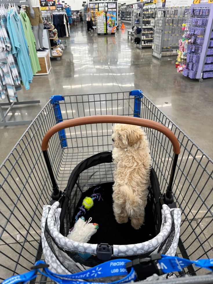 Small Maltipoo Pup in